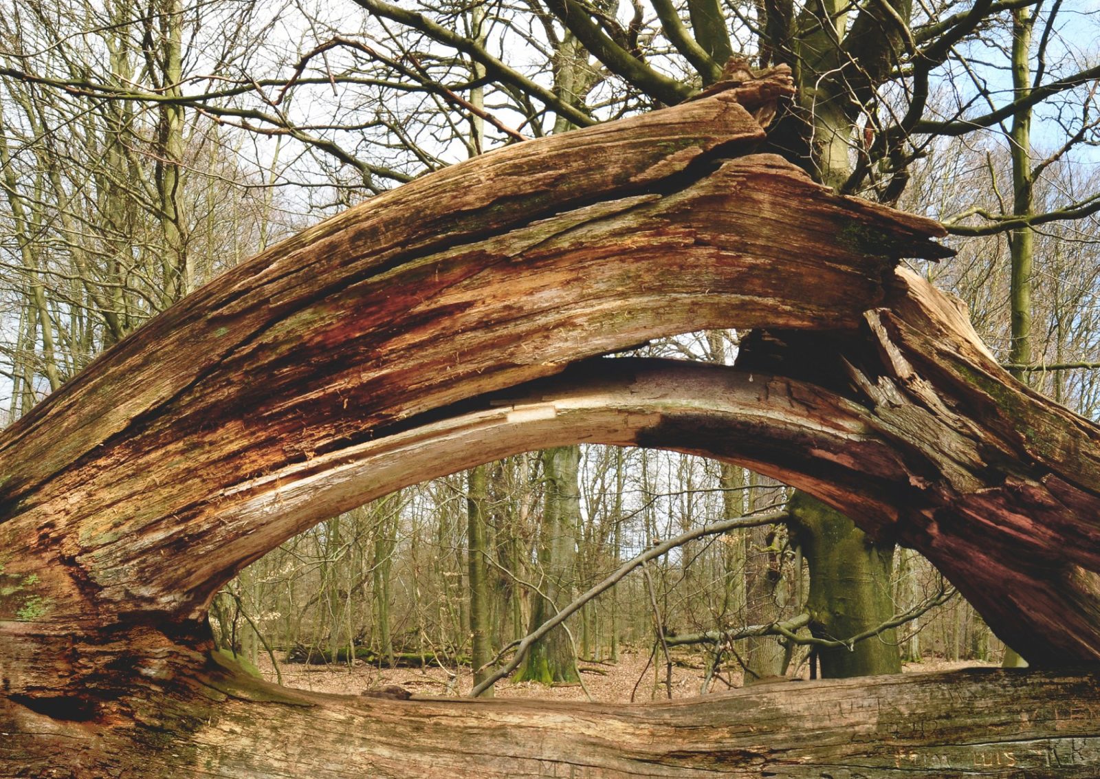 Auseinandergebrochener Baum im Urwald Sababurg Foto-Michael Gäbler